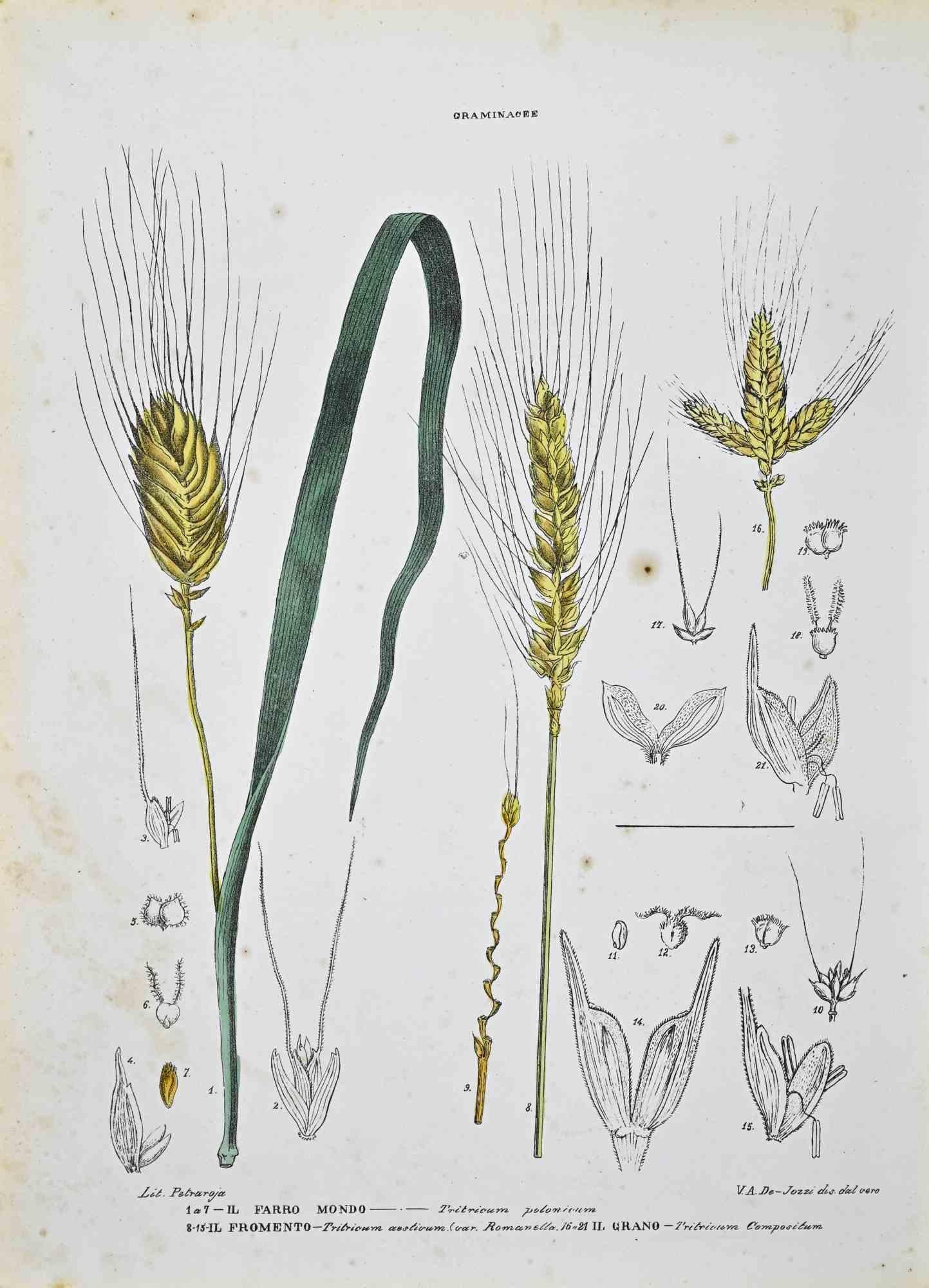 Litografía acuarelada a mano.

Lámina del "Atlante di Botanica popolare ossia Illustrazione di Piante Notevoli di ogni famiglia" (Atlas de botánica popular o ilustración de plantas notables de cada familia), publicado en Nápoles, por Raimondo