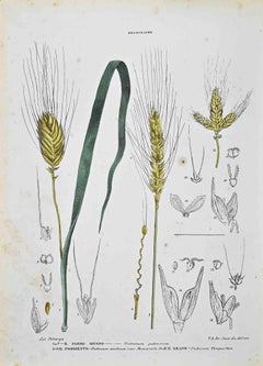 The Graminaceae – Lithographie von Vincenzo Tenore – Graminaceae – 1870er Jahre