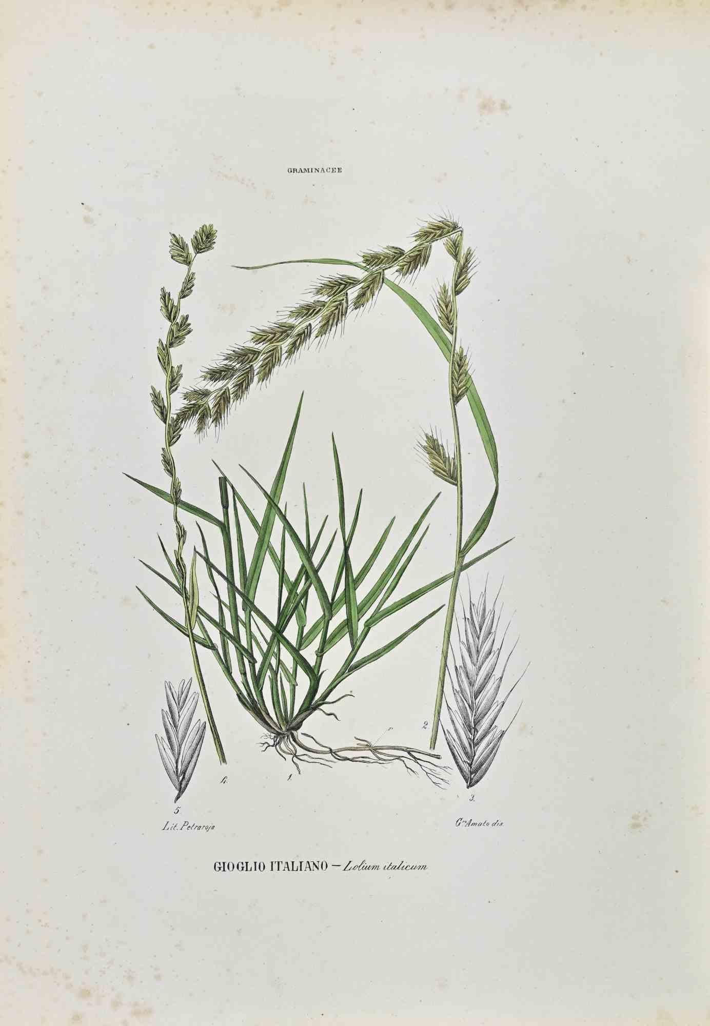 Lithograph hand watercolored.

Plate from "Atlante di Botanica popolare ossia Illustrazione di Piante Notevoli di ogni famiglia" (Atlas of popular botany or illustration of notable plants of each family), published in Napoli, by Raimondo Petrajola,