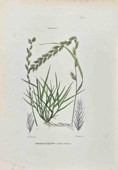 The Gramineae – Lithographie von Vincenzo Tenore – 1870er Jahre