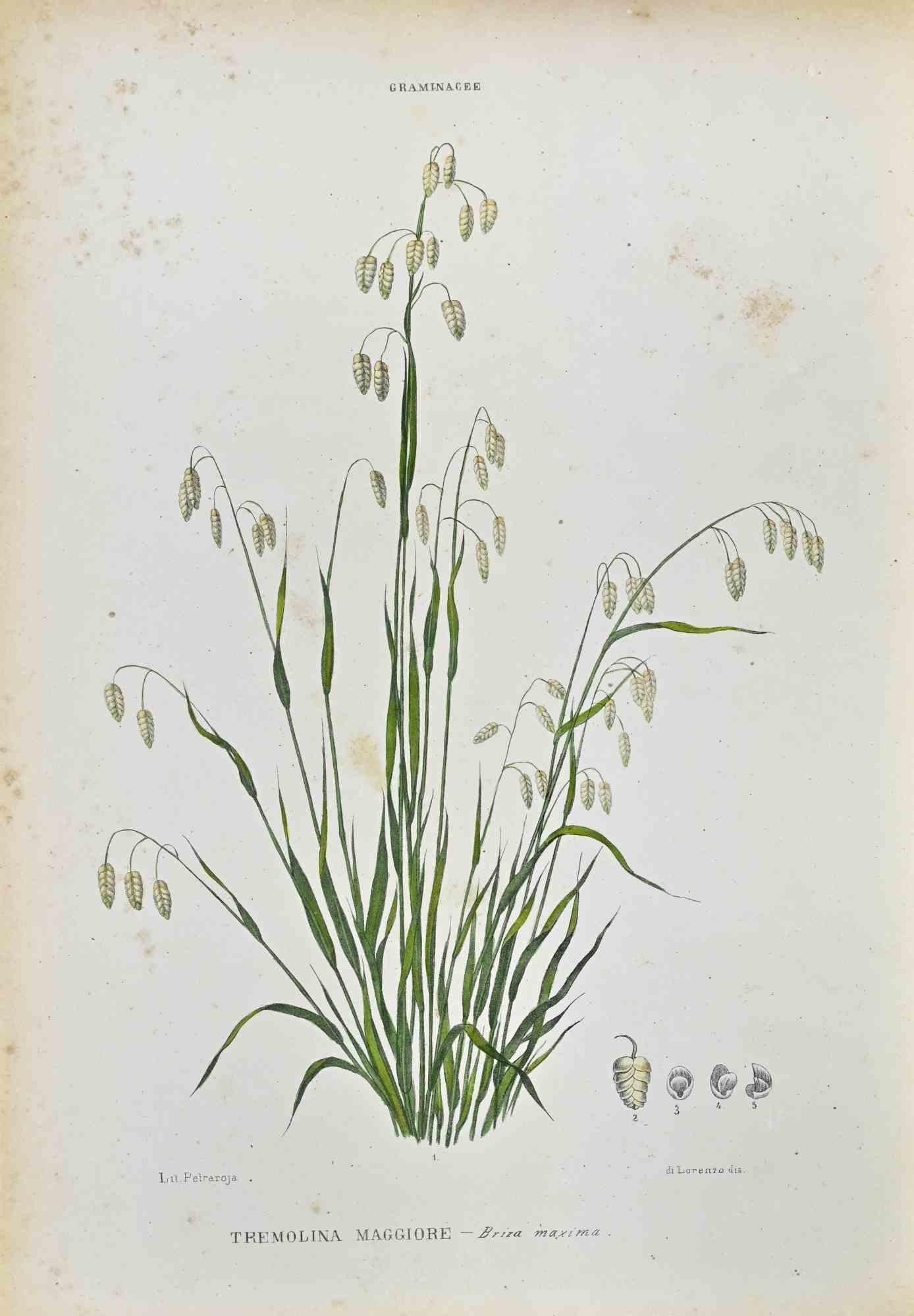 Lithograph hand watercolored.

Plate from "Atlante di Botanica popolare ossia Illustrazione di Piante Notevoli di ogni famiglia" (Atlas of popular botany or illustration of notable plants of each family), published in Napoli, by Raimondo Petrajola,