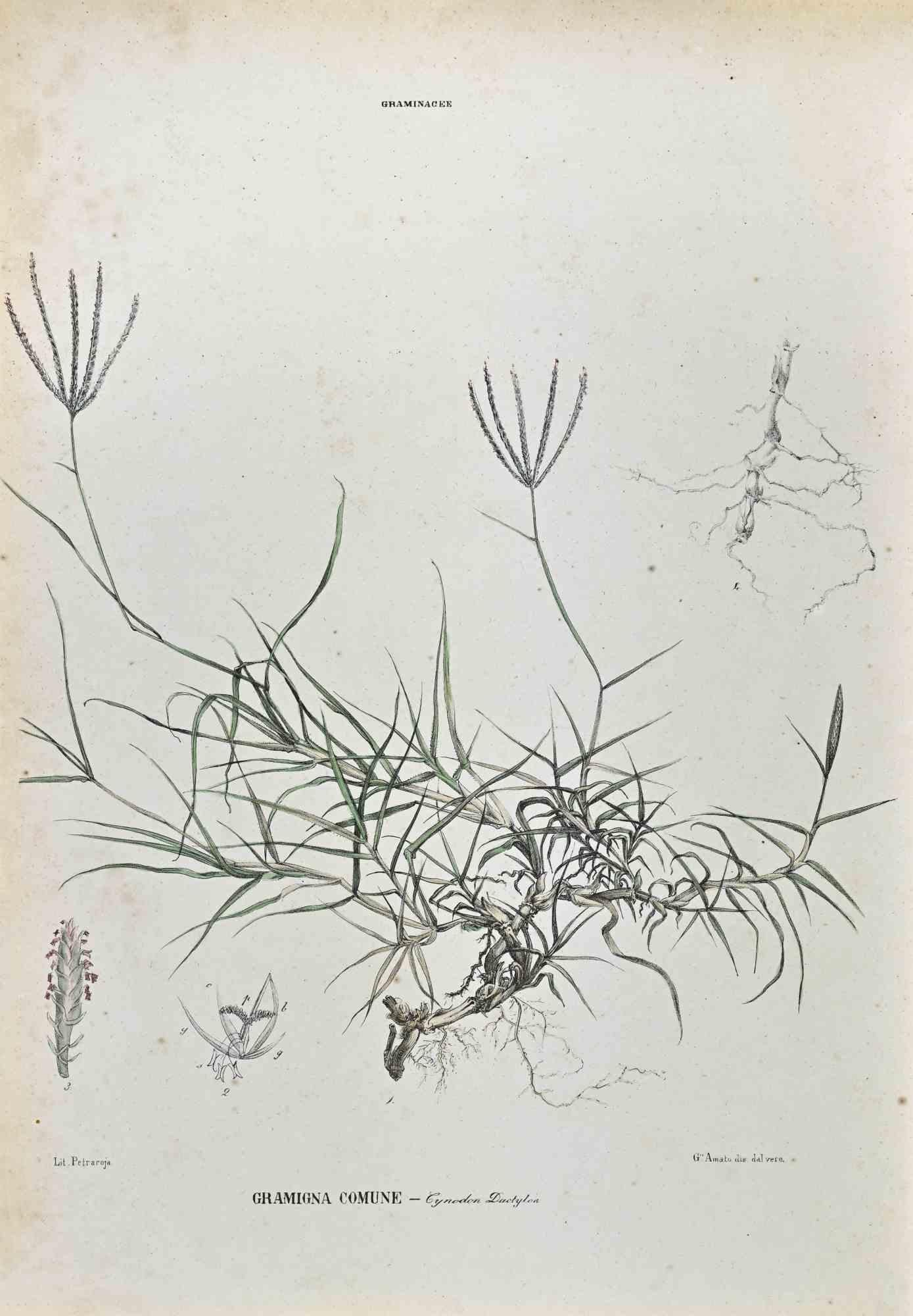 Lithograph hand watercolored.

Plate from "Atlante di Botanica popolare ossia Illustrazione di Piante Notevoli di ogni famiglia" (Atlas of popular botany or illustration of notable plants of each family), published in Napoli, by Raimondo Petrajola,