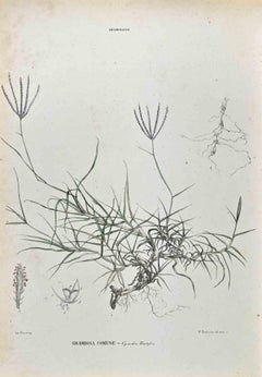 The Grasses - Lithograph by Vincenzo Tenore - 1870s