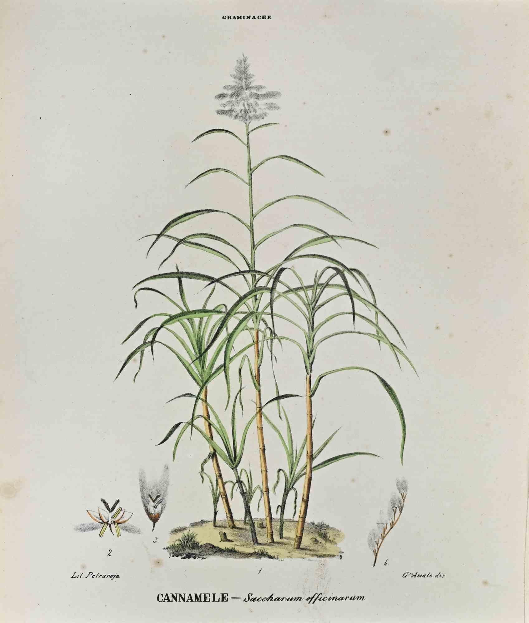Lithograph.

Plate from "Atlante di Botanica popolare ossia Illustrazione di Piante Notevoli di ogni famiglia" (Atlas of popular botany or illustration of notable plants of each family), published in Napoli, by Raimondo Petrajola, in 1872/76.

This