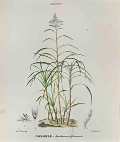 The Grasses - Lithograph by Vincenzo Tenore - 1870s