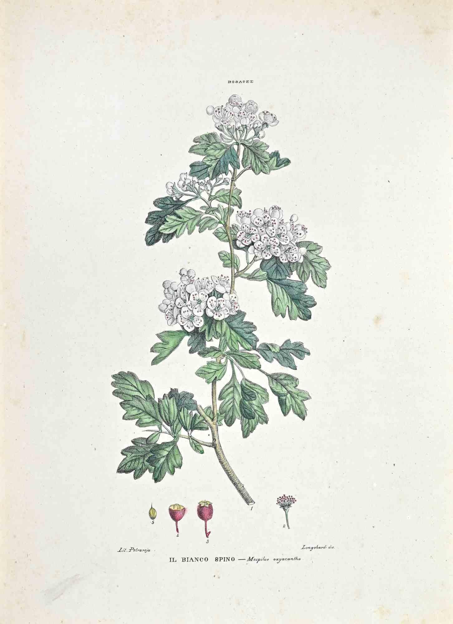Lithograph hand watercolored.

Belongs to the Series "Atlante di Botanica popolare ossia Illustrazione di Piante Notevoli di ogni famiglia" (Atlas of popular botany or illustration of notable plants of each family), published in Napoli, by Raimondo