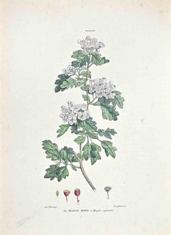 The Hawthorn - Lithograph by Vincenzo Tenore - 1870s