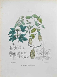 The Hops – Lithographie von Vincenzo Tenore – 1870er Jahre
