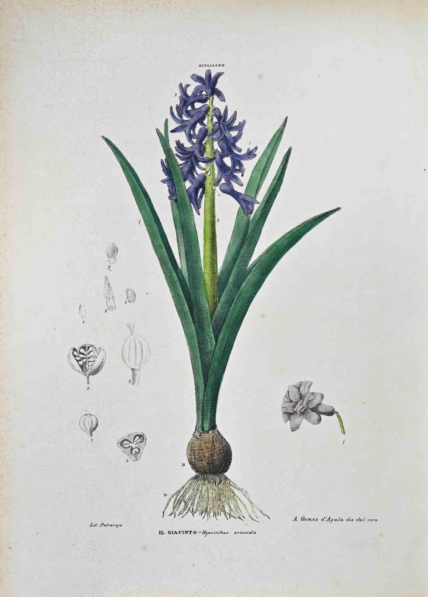 Litografía acuarelada a mano.

Lámina del "Atlante di Botanica popolare ossia Illustrazione di Piante Notevoli di ogni famiglia" (Atlas de botánica popular o ilustración de plantas notables de cada familia), publicado en Nápoles, por Raimondo