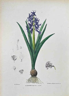 The Hyacinth - Lithographie von Vincenzo Tenore - 1870er Jahre