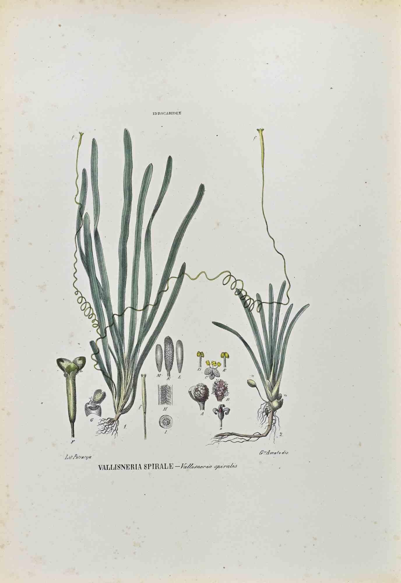 Lithograph hand watercolored.

Plate from "Atlante di Botanica popolare ossia Illustrazione di Piante Notevoli di ogni famiglia" (Atlas of popular botany or illustration of notable plants of each family), published in Napoli, by Raimondo Petrajola,