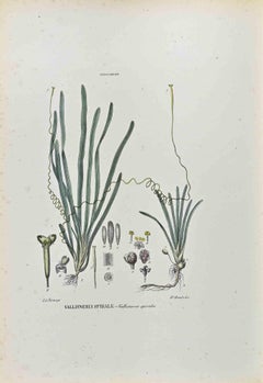 The Hydrocharidee - Lithographie von Vincenzo Tenore - 1870er Jahre