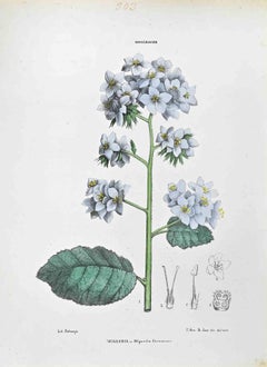 The Hydroleaceae – Lithographie von Vincenzo Tenore – Hydroleaceae – 1870er Jahre