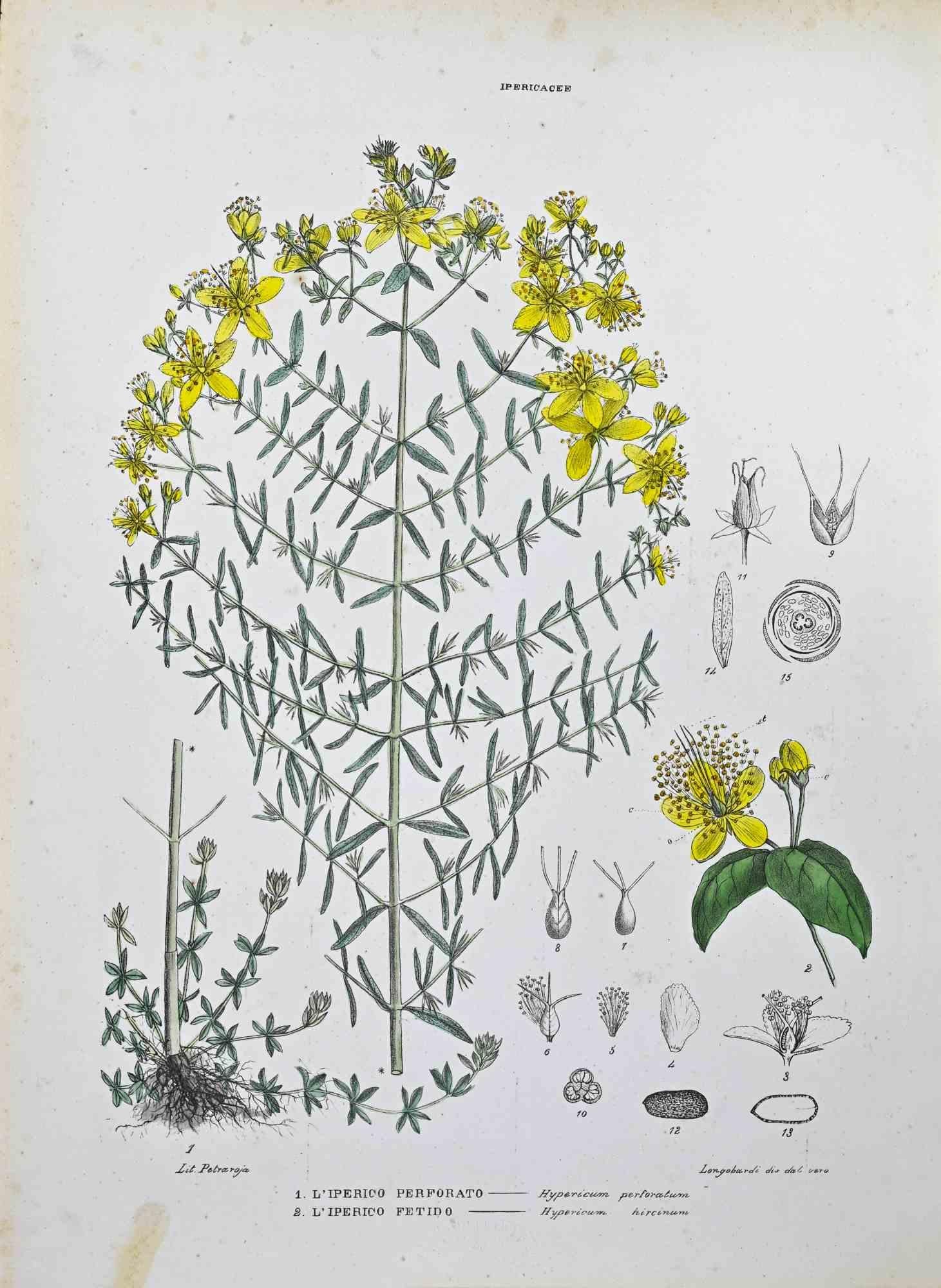 Lithograph hand watercolored.

Plate from "Atlante di Botanica popolare ossia Illustrazione di Piante Notevoli di ogni famiglia" (Atlas of popular botany or illustration of notable plants of each family), published in Napoli, by Raimondo Petrajola,