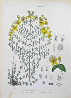 The Hypericaceae - Lithographie von Vincenzo Tenore - 1870er Jahre