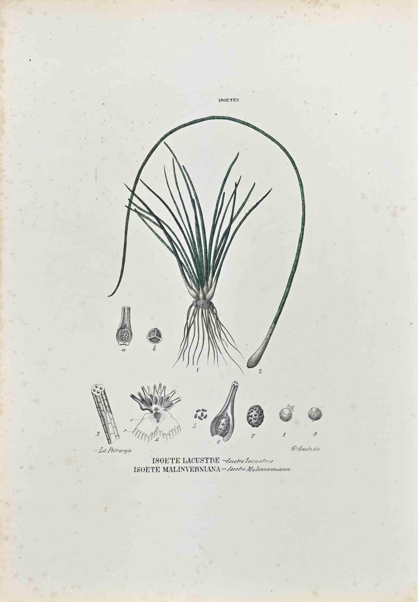Lithograph hand watercolored.

Plate from "Atlante di Botanica popolare ossia Illustrazione di Piante Notevoli di ogni famiglia" (Atlas of popular botany or illustration of notable plants of each family), published in Napoli, by Raimondo Petrajola,