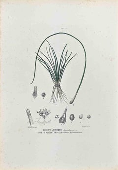 The Isoetee – Lithographie von Vincenzo Tenore – Isoetee – 1870er Jahre