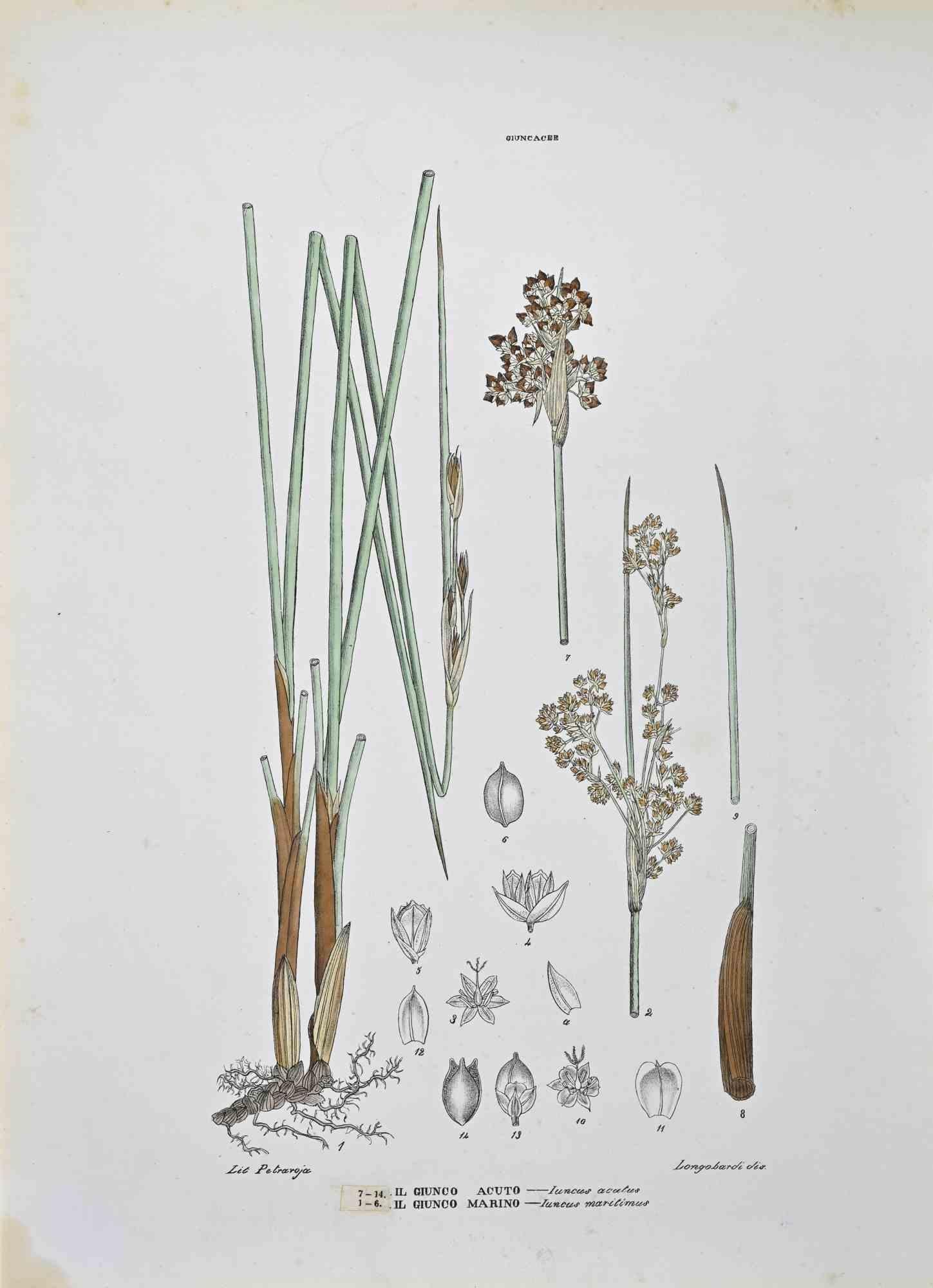 Lithographie von Hand aquarelliert.

Tafel aus dem "Atlante di Botanica popolare ossia Illustrazione di Piante Notevoli di ogni famiglia" (Atlas der volkstümlichen Botanik oder Illustration bemerkenswerter Pflanzen jeder Familie), veröffentlicht in