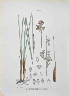 The Juncaceae - Lithograph by Vincenzo Tenore - 1870s