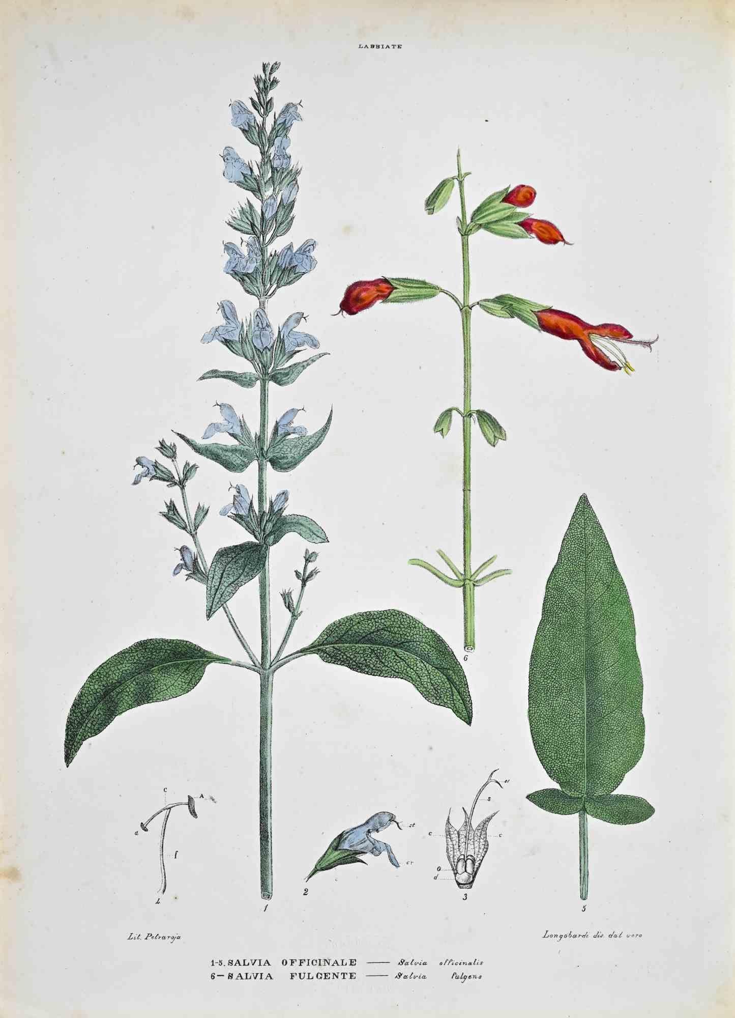 Litografía acuarelada a mano.

Lámina del "Atlante di Botanica popolare ossia Illustrazione di Piante Notevoli di ogni famiglia" (Atlas de botánica popular o ilustración de plantas notables de cada familia), publicado en Nápoles, por Raimondo