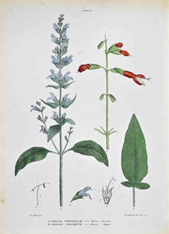 The Labbiate - Lithograph by Vincenzo Tenore - 1870s