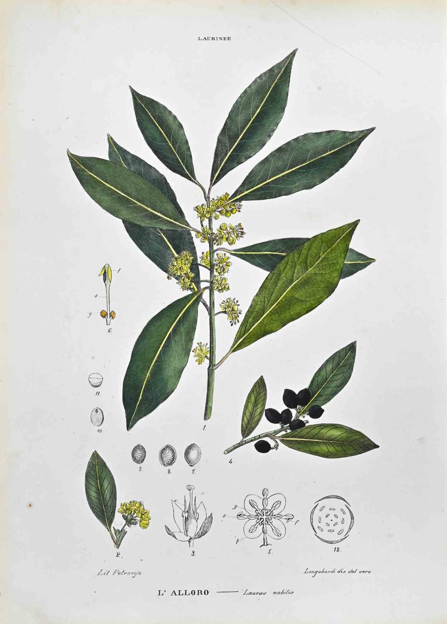 Lithograph hand watercolored.

Belongs to the Series "Atlante di Botanica popolare ossia Illustrazione di Piante Notevoli di ogni famiglia" (Atlas of popular botany or illustration of notable plants of each family), published in Napoli, by Raimondo