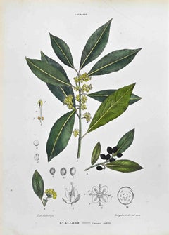 The Laurinee – Lithographie von Vincenzo Tenore – Laurinee – 1870er Jahre