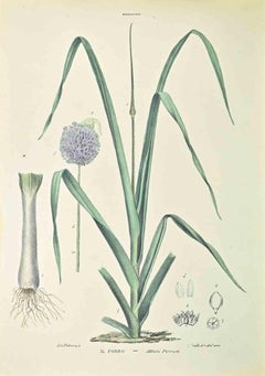 The Leek - Lithographie von Vincenzo Tenore - 1870er Jahre