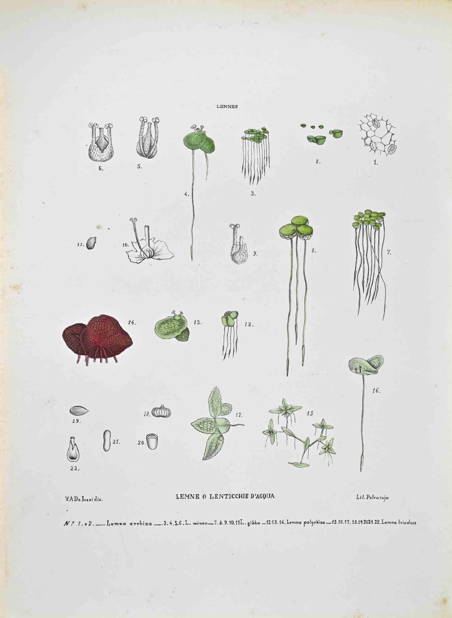 Lithograph hand watercolored.

Plate from "Atlante di Botanica popolare ossia Illustrazione di Piante Notevoli di ogni famiglia" (Atlas of popular botany or illustration of notable plants of each family), published in Napoli, by Raimondo Petrajola,