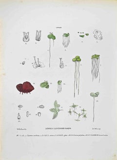 The Lemne or Duckweed - Lithographie von Vincenzo Tenore - 1870er Jahre