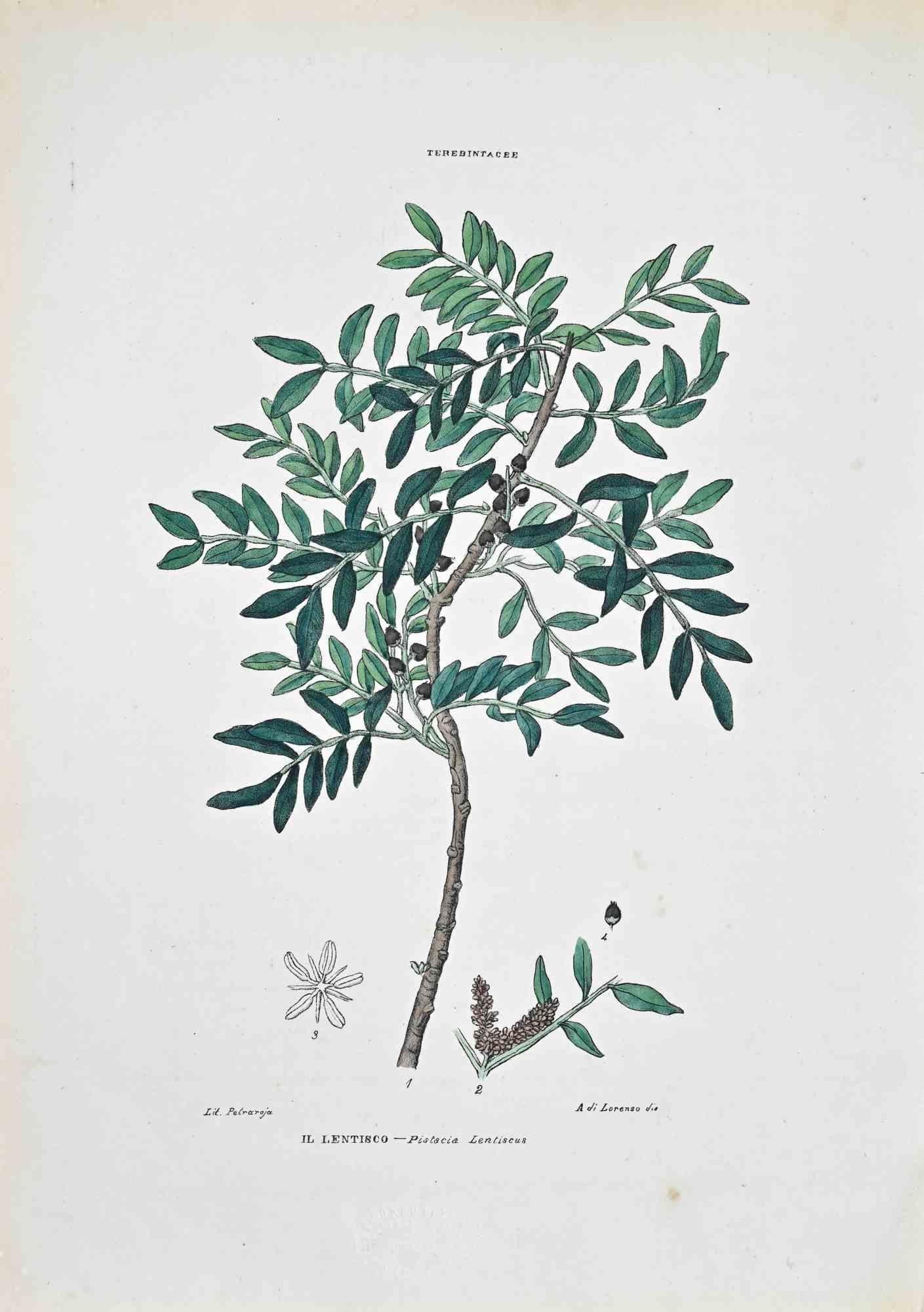 Lithograph hand watercolored.

Plate from "Atlante di Botanica popolare ossia Illustrazione di Piante Notevoli di ogni famiglia" (Atlas of popular botany or illustration of notable plants of each family), published in Napoli, by Raimondo Petrajola,
