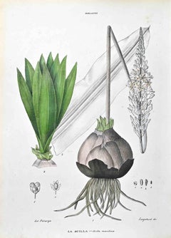 Die Lilien – Lithographie von Vincenzo Tenore – 1870er Jahre