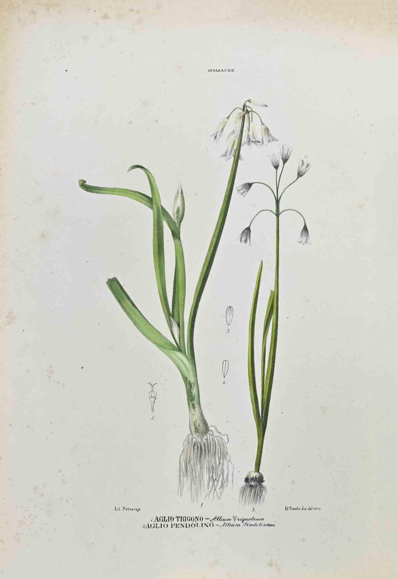 Lithograph hand watercolored.

Plate from "Atlante di Botanica popolare ossia Illustrazione di Piante Notevoli di ogni famiglia" (Atlas of popular botany or illustration of notable plants of each family), published in Napoli, by Raimondo Petrajola,