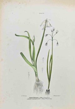 Die Lilien – Lithographie von Vincenzo Tenore – 1870er Jahre