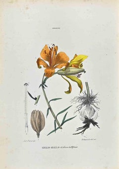 The Lilies - Lithograph by Vincenzo Tenore - 1870s