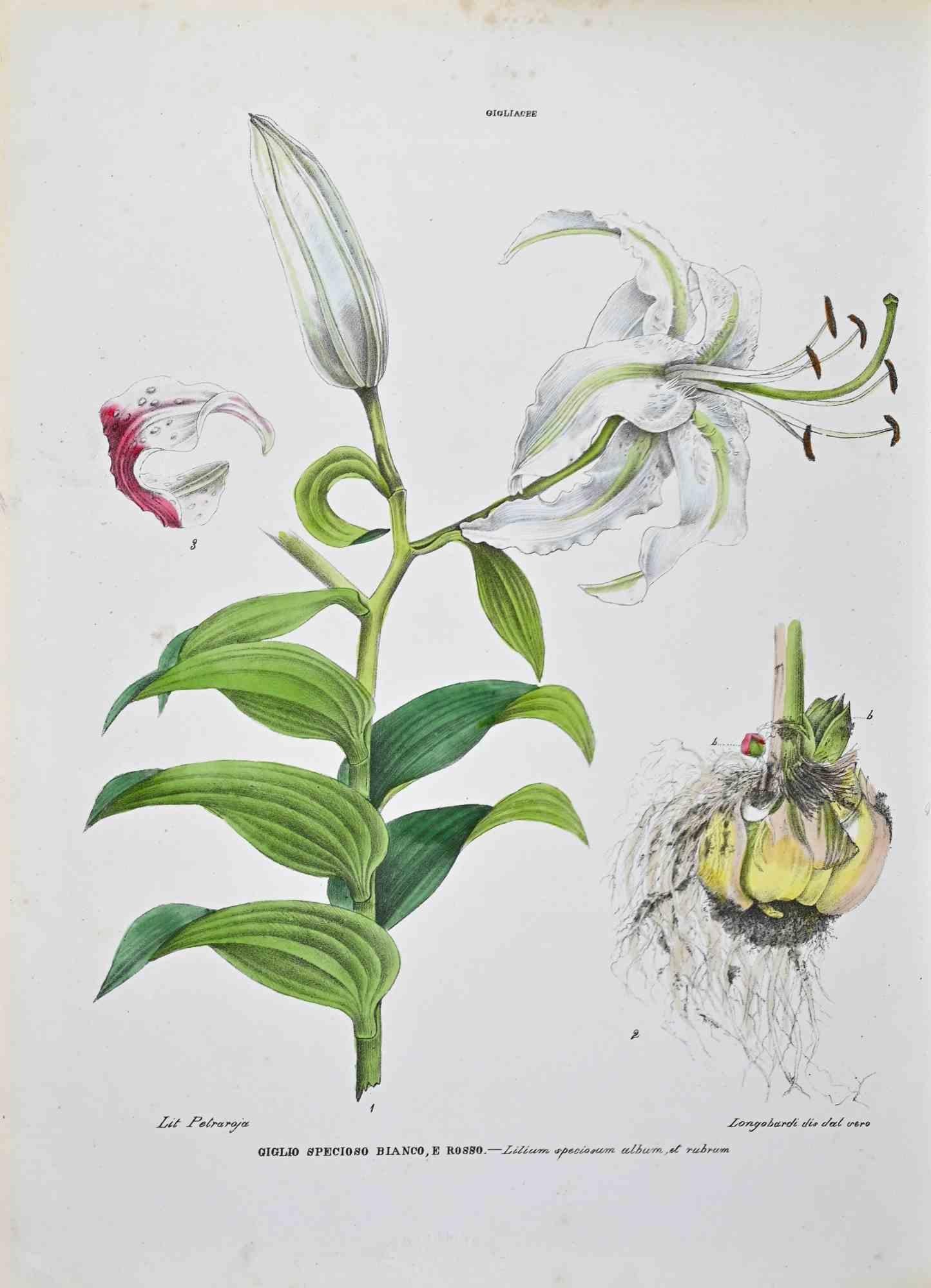 Litografía acuarelada a mano.

Lámina del "Atlante di Botanica popolare ossia Illustrazione di Piante Notevoli di ogni famiglia" (Atlas de botánica popular o ilustración de plantas notables de cada familia), publicado en Nápoles, por Raimondo