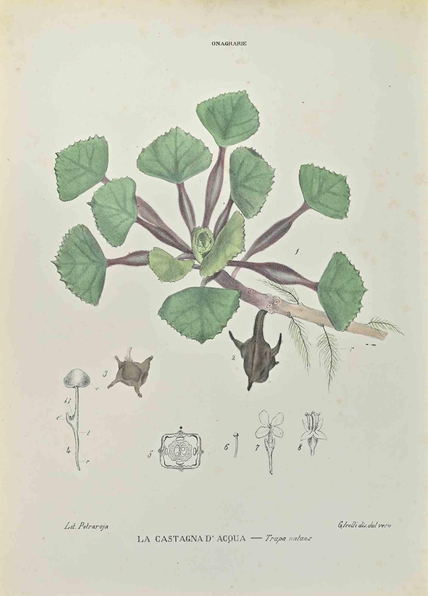 Lithographie aquarellée à la main.

Appartient à la série "Atlante di Botanica popolare ossia Illustrazione di Piante Notevoli di ogni famiglia" (Atlas de botanique populaire ou illustration des plantes remarquables de chaque famille), publiée à