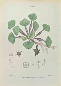 The LilWater Chestnut - Lithographie de Vincenzo Tenore - 1870s