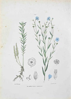 Das Leinen – Lithographie von Vincenzo Tenore – 1870er Jahre