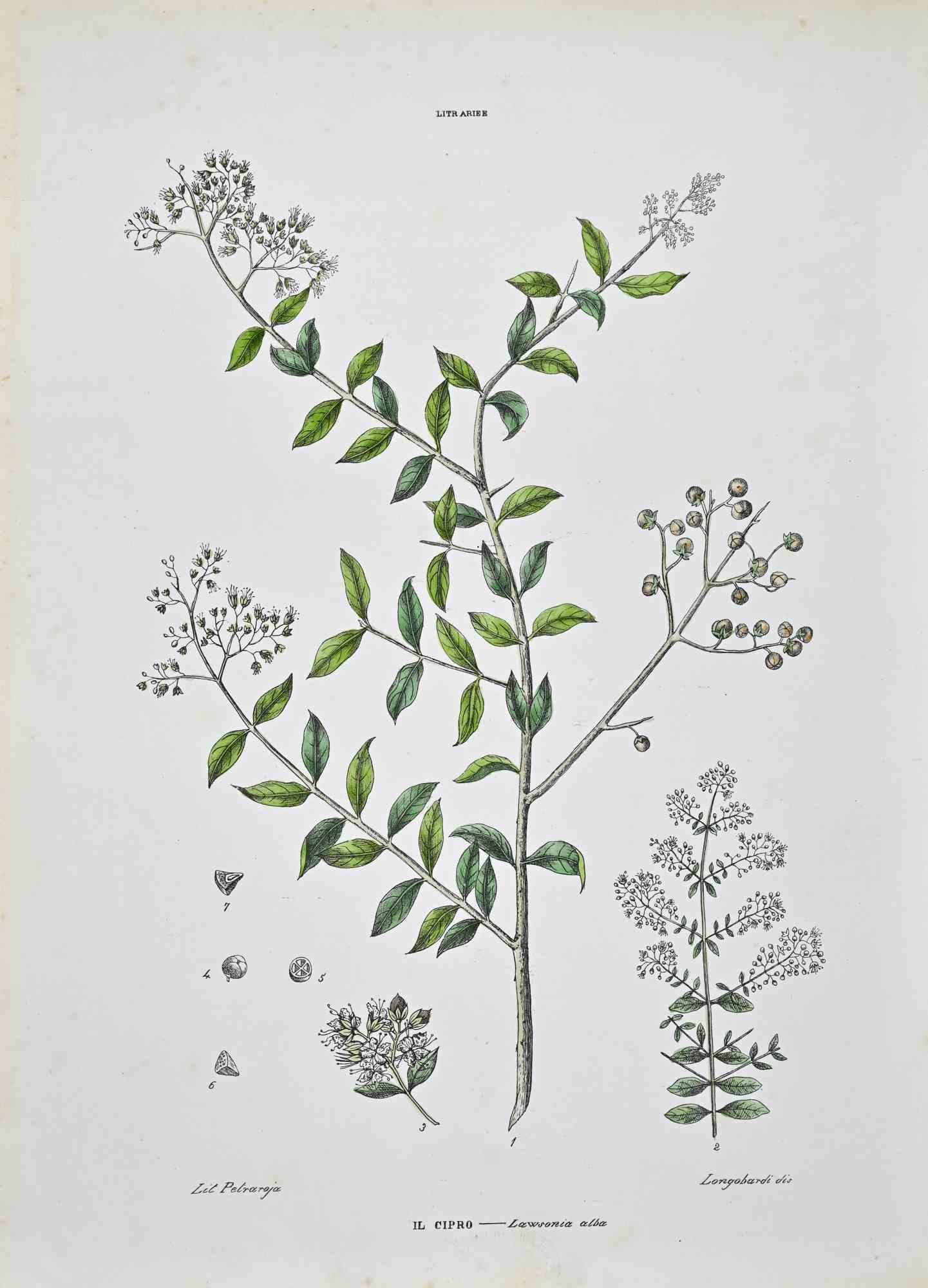 Lithographie von Hand aquarelliert.

Tafel aus dem "Atlante di Botanica popolare ossia Illustrazione di Piante Notevoli di ogni famiglia" (Atlas der volkstümlichen Botanik oder Illustration bemerkenswerter Pflanzen jeder Familie), veröffentlicht in