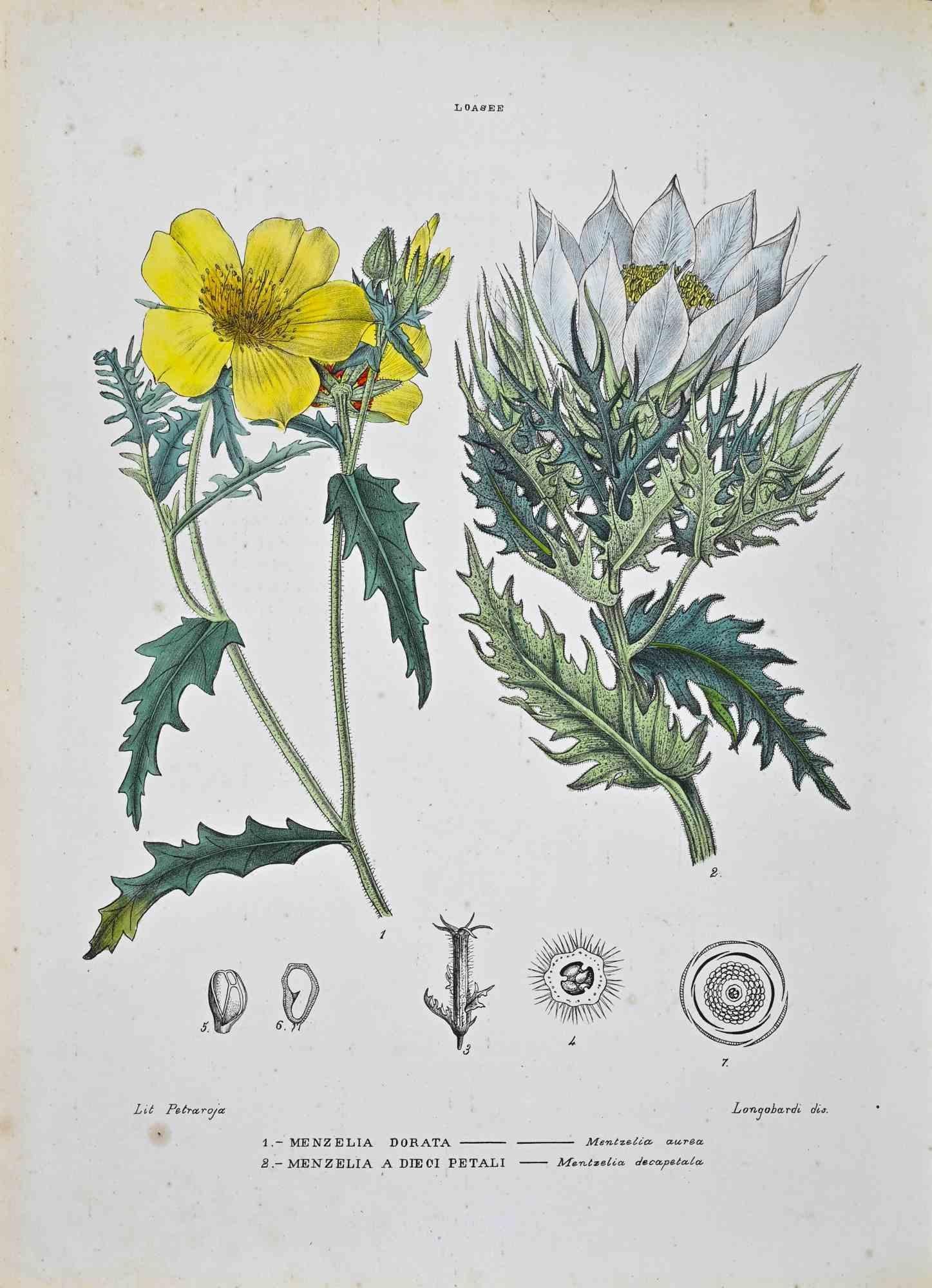 Lithograph hand watercolored.

Plate from "Atlante di Botanica popolare ossia Illustrazione di Piante Notevoli di ogni famiglia" (Atlas of popular botany or illustration of notable plants of each family), published in Napoli, by Raimondo Petrajola,