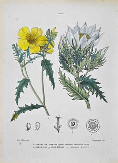 The Loasee – Lithographie von Vincenzo Tenore – The Loasee – 1870er Jahre