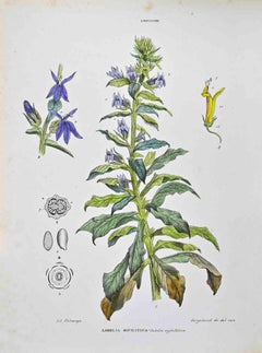 Die Lobeliaceae – Lithographie von Vincenzo Tenore – 1870er Jahre