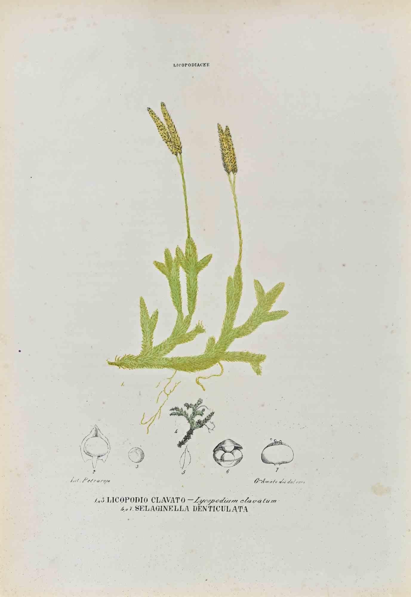 Lithograph hand watercolored.

Plate from "Atlante di Botanica popolare ossia Illustrazione di Piante Notevoli di ogni famiglia" (Atlas of popular botany or illustration of notable plants of each family), published in Napoli, by Raimondo Petrajola,