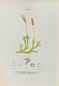 The Lycopodiaceae – Lithographie von Vincenzo Tenore – 1870er Jahre