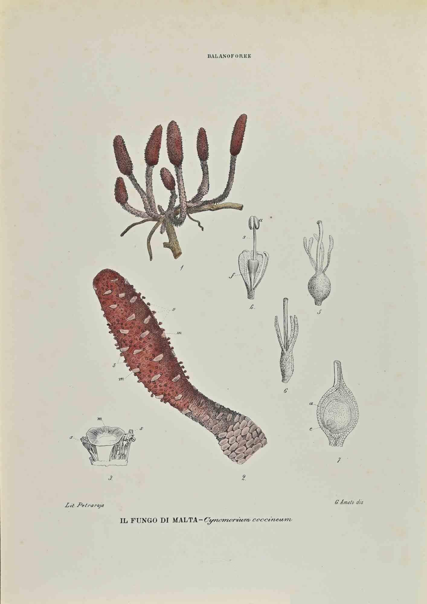 Lithograph hand watercolored.

Belongs to the Series "Atlante di Botanica popolare ossia Illustrazione di Piante Notevoli di ogni famiglia" (Atlas of popular botany or illustration of notable plants of each family), published in Napoli, by Raimondo