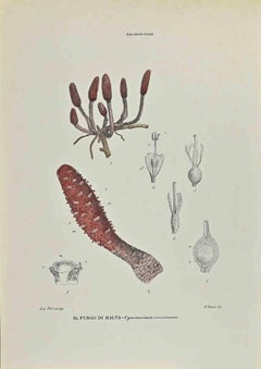 The Malta Mushroom – Lithographie von Vincenzo Tenore, Malta – 1870er-Jahre