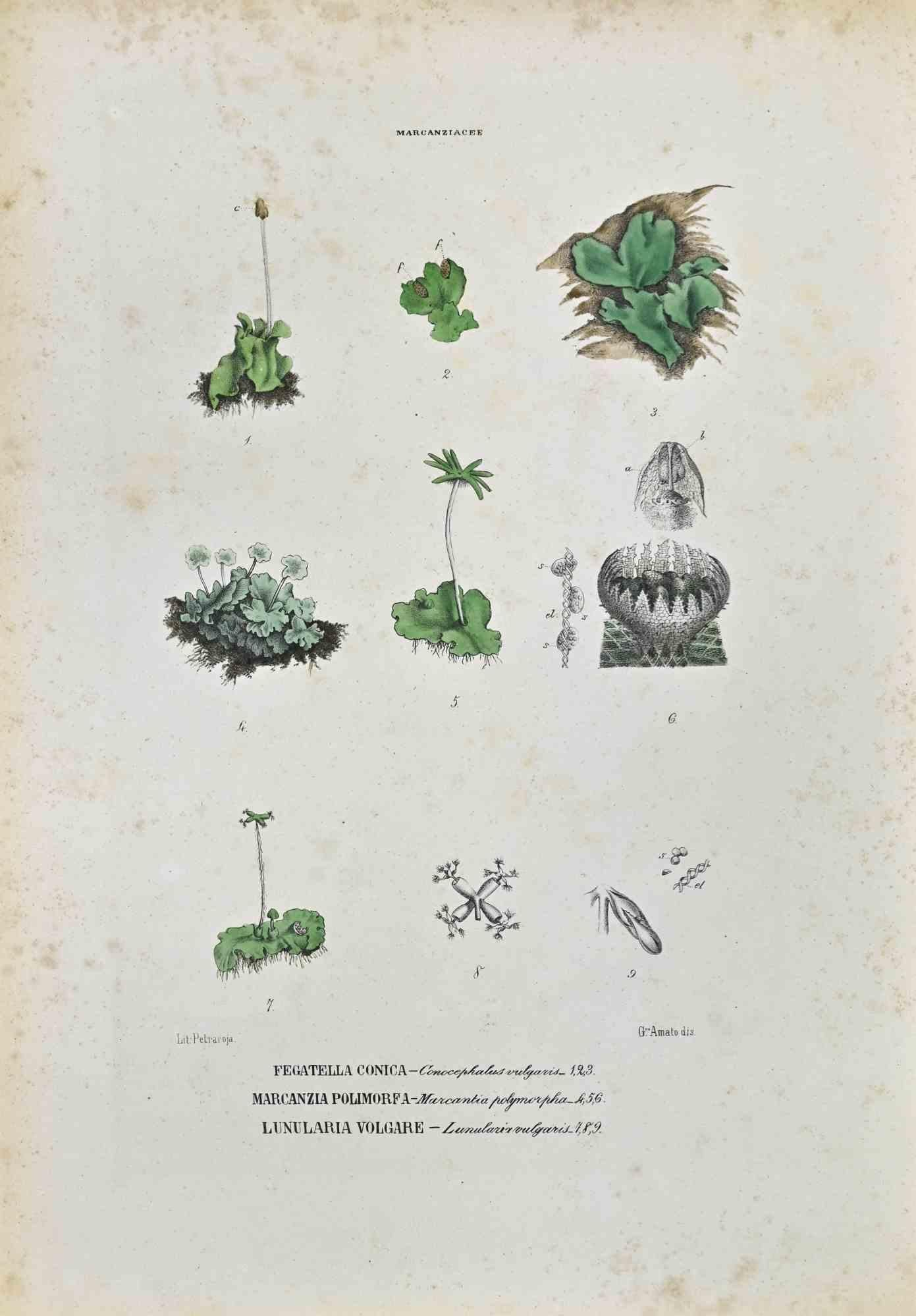 Lithograph hand watercolored.

Plate from "Atlante di Botanica popolare ossia Illustrazione di Piante Notevoli di ogni famiglia" (Atlas of popular botany or illustration of notable plants of each family), published in Napoli, by Raimondo Petrajola,