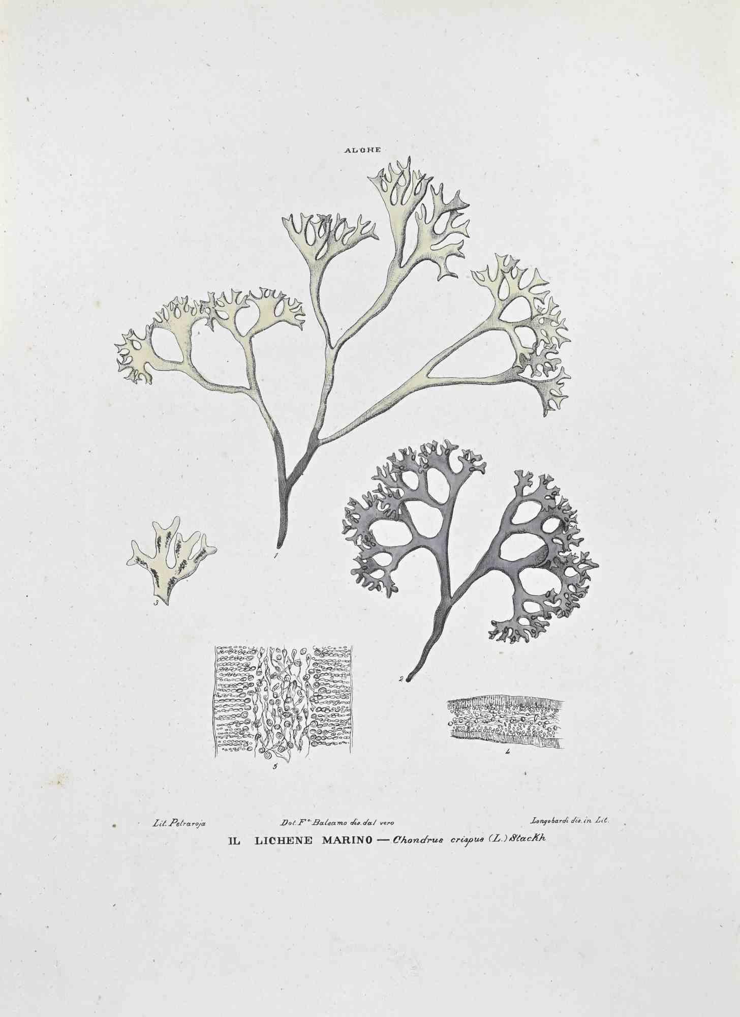 Lithograph hand watercolored.

Plate from "Atlante di Botanica popolare ossia Illustrazione di Piante Notevoli di ogni famiglia" (Atlas of popular botany or illustration of notable plants of each family), published in Napoli, by Raimondo Petrajola,