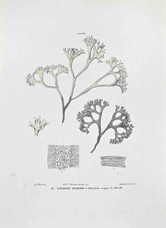 Antique The Marine Lichen - Lithograph by Vincenzo Tenore - 1870s